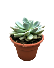 Load image into Gallery viewer, Succulent - Echeveria &#39;Grosso&#39; (6 Inch Terracotta) Product vendor
