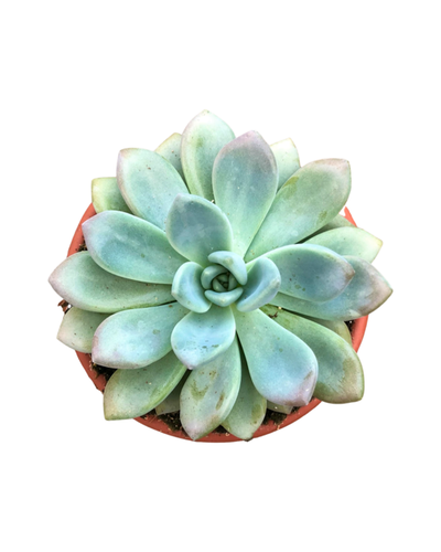 Succulent - Echeveria 'Grosso' (6 Inch Terracotta) Product vendor