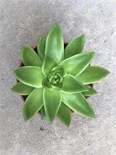 Load image into Gallery viewer, Succulent - Echeveria agavoides &#39;Miranda&#39; (4 Inch Round)
