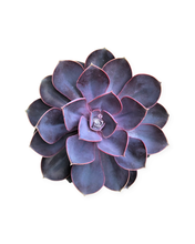 Load image into Gallery viewer, Succulent - Echeveria hybrida &#39;Pearl of Neurenberg&#39; (4 Inch Round)
