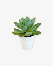 Load image into Gallery viewer, Succulent - Echeveria &#39;Azul&#39; (2 Inch Tin)
