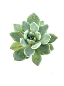 Succulent - Echeveria 'Azul' (2 Inch Tin)