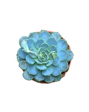 Load image into Gallery viewer, Succulent - Echeveria &#39;Blue Minima&#39; (4 Inch Round)
