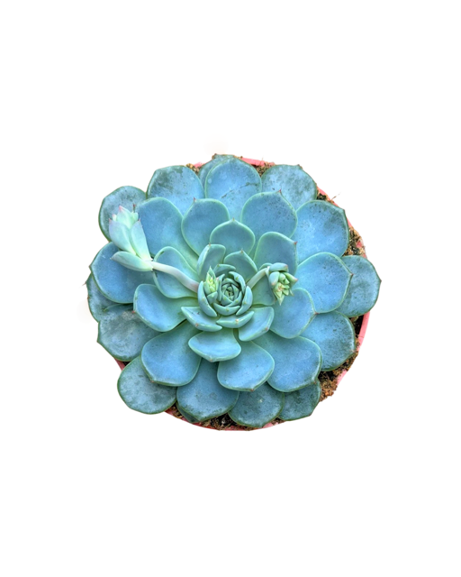 Succulent - Echeveria 'Blue Minima' (4 Inch Round)