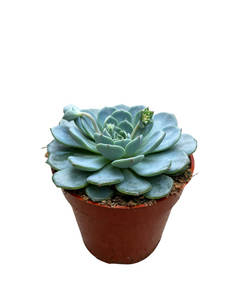 Succulent - Echeveria 'Blue Minima' (4 Inch Round)
