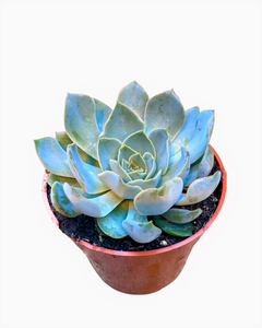 Succulent - Echeveria hybrida 'Blue Speed' (4 Inch Round) Product vendor