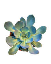 Load image into Gallery viewer, Succulent - Echeveria hybrida &#39;Grande Cinza&#39; (4 Inch Round)

