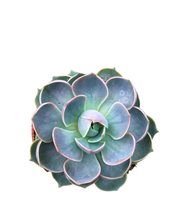 Load image into Gallery viewer, Succulent - Echeveria &#39;Summer&#39; (2 Inch Tin)
