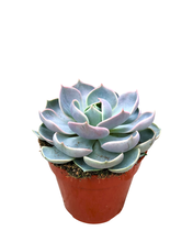 Load image into Gallery viewer, Succulent - Echeveria &#39;Summer&#39; (2 Inch Tin)
