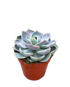 Succulent - Echeveria 'Summer' (2 Inch Tin)