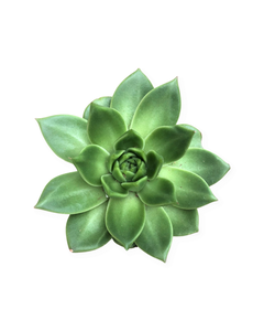 Succulent - Echeveria agavoides 'Miranda' (4 Inch Round)