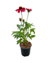 Load image into Gallery viewer, Perennial - Echinacea x hybrida &#39;Sombrero Tres Amigos Coneflower&#39; (1 Gallon)

