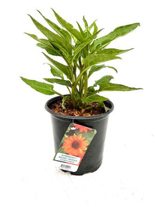 Perennial - Echinacea x hybrida 'Sombrero Adobe Orange Coneflower' (1 Gallon)