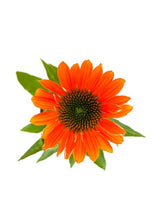 Load image into Gallery viewer, Perennial - Echinacea x hybrida &#39;Sombrero Adobe Orange Coneflower&#39; (1 Gallon)
