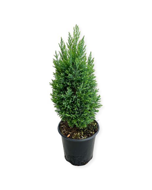 Shrub - Chamaecyparis lawsoniana 'Ellwoodii Euro Cypress' (1 Gallon)
