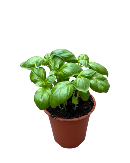 Herb - Ocimum basilicum 'Eowyn Sweet Basil' (3.5 Inch)