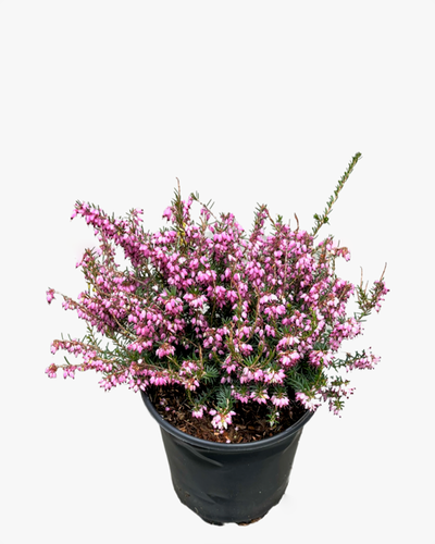 Shrub - Erica x darleyensis 'Darley Dale Heather' (1 Gallon) Product vendor