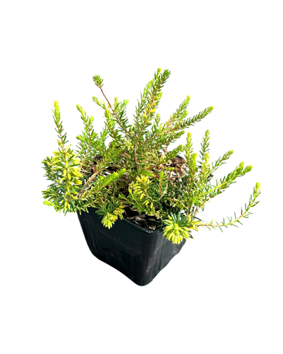 Shrub - Erica x darleyensis 'Darley Dale Heather' (4 Inch) Product vendor