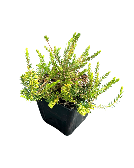Shrub - Erica x darleyensis 'Darley Dale Heather' (4 Inch) Product vendor