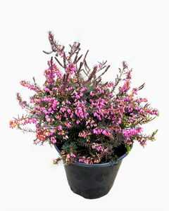 Shrub - Erica x darleyensis 'Kramer's Red Heather' (1 Gallon)