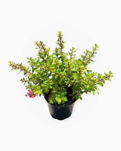 Shrub - Escallonia 'Newport Dwarf' (1 Gallon) Product vendor