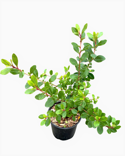 Shrub - Escallonia exonienses 'Frades Pink Princess' (1 Gallon) Product vendor