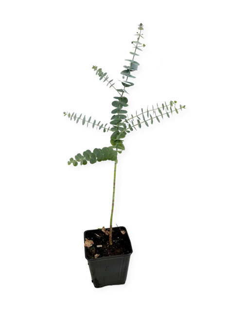 Shrub - Eucalyptus pulverulenta 'Baby Blue, Florist Silver Dollar' (4 Inch)