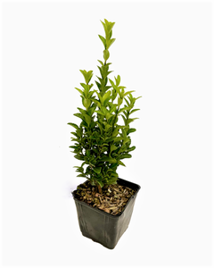 Shrub - Euonymus japonica 'Green Spire' (4 Inch)