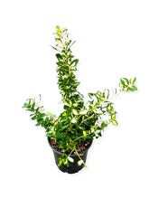 Load image into Gallery viewer, Shrub - Euonymus japonica &#39;Moonshadow&#39; (1 Gallon)
