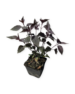 Perennial - Eupatorium rugosum 'Chocolate' (4 Inch)