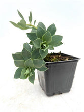 Load image into Gallery viewer, Ground Cover - Euphorbia myrsinites &#39;Myrtle Spurge&#39; (4 Inch)
