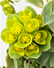 Load image into Gallery viewer, Ground Cover - Euphorbia myrsinites &#39;Myrtle Spurge&#39; (4 Inch)
