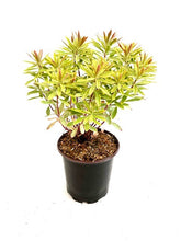 Load image into Gallery viewer, Perennial - Euphorbia x martinii ‘Ascot Rainbow Spurge’ (1 Gallon)
