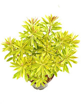 Load image into Gallery viewer, Perennial - Euphorbia x martinii ‘Ascot Rainbow Spurge’ (1 Gallon)
