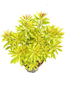 Perennial - Euphorbia x martinii ‘Ascot Rainbow Spurge’ (1 Gallon)