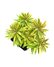 Load image into Gallery viewer, Perennial - Euphorbia x martinii ‘Ascot Rainbow Spurge’ (4 Inch)
