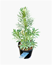 Load image into Gallery viewer, Perennial - Euphorbia characias ‘Glacier Blue’ (1 Gallon)
