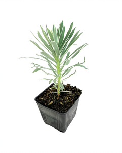 Perennial - Euphorbia characias ‘Glacier Blue’ (4 Inch)