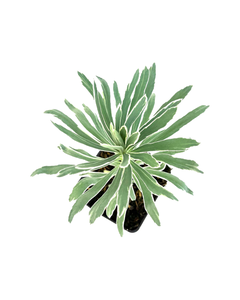 Perennial - Euphorbia characias ‘Glacier Blue’ (4 Inch)