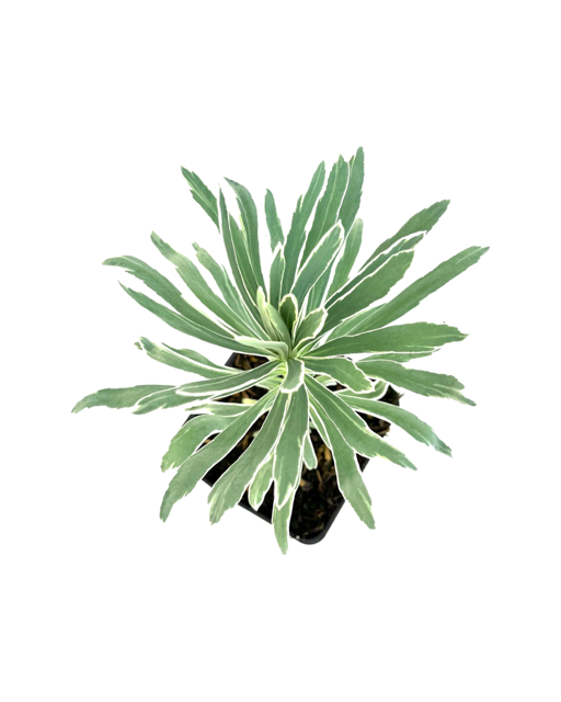 Perennial - Euphorbia characias ‘Glacier Blue’ (4 Inch)