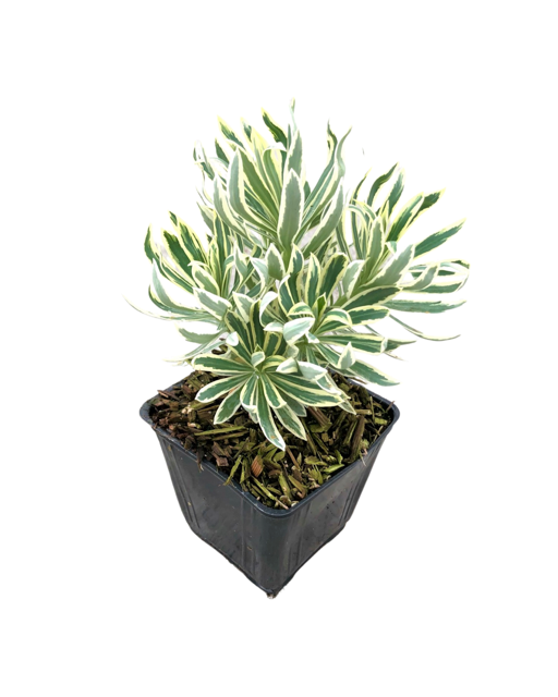 Perennial - Euphorbia characias ‘Tasmanian Tiger’ (4 Inch)