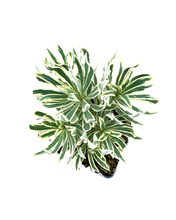 Load image into Gallery viewer, Perennial - Euphorbia characias ‘Tasmanian Tiger’ (4 Inch)
