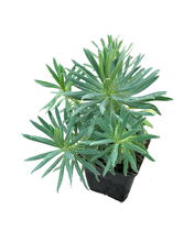 Load image into Gallery viewer, Perennial - Euphorbia characias subsp wulfenil &#39;Mediterranean Spurge&#39; (4 Inch)
