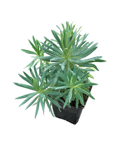 Perennial - Euphorbia characias subsp wulfenil 'Mediterranean Spurge' (4 Inch)