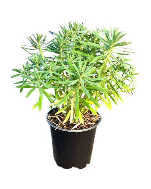 Perennial - Euphorbia characias subsp wulfenil 'Mediterranean Spurge' (1 Gallon)