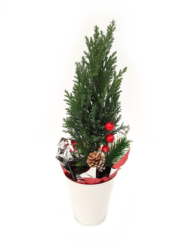 Christmas - Ellwoodii (5 Inch Tin) Product vendor