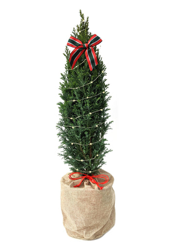 Christmas - Ellwoodii (1 Gallon Bag, Bow, and Lights) Product vendor