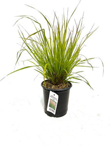 Grass - Calamagrostis 'Waldenbuch Feather Reed Grass' (1 Gallon)
