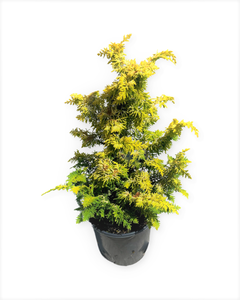 Shrub - Chamaecyparis obtusa 'Fernspray Gold Hinoki Cypress' (1 Gallon)