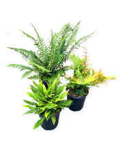 Load image into Gallery viewer, A SPECIAL - 3 Assorted Fall Ferns (1 Gallon)
